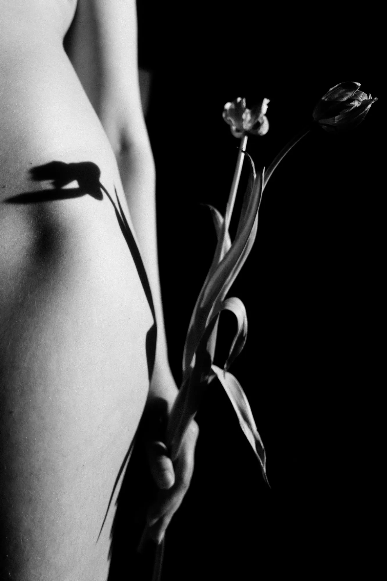 Zwei Tulpen in einer Hand vor einem Körper, ihr Schatten fällt auf die Haut
